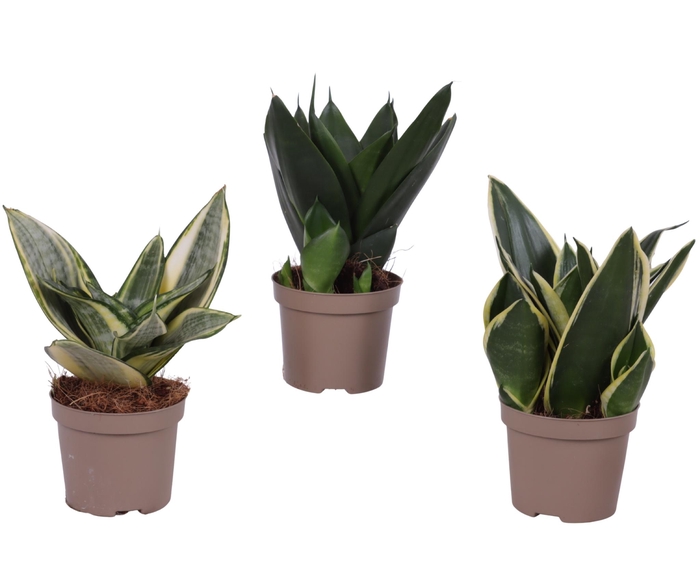 <h4>Sansevieria Compacta Mix pot ø09cm in Carbon Free pot</h4>
