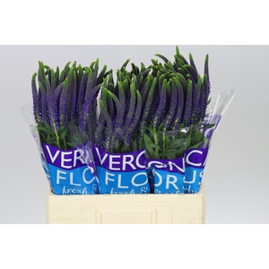Veronica Smart Navy Blue X 25