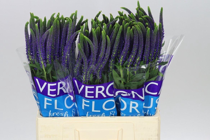 <h4>Veronica Smart Navy Blue X 25</h4>