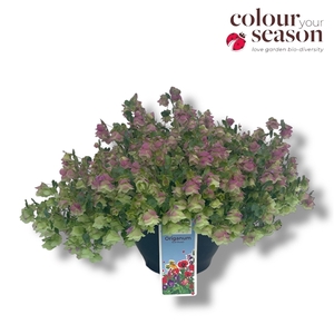 Origanum 'Kent Beauty'