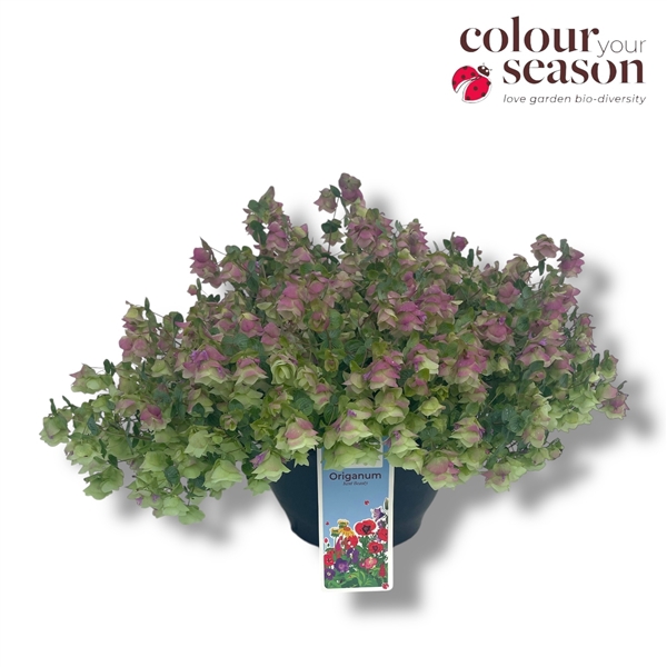<h4>Origanum 'Kent Beauty'</h4>