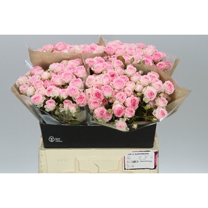 Rosa Tr Kate-lynn