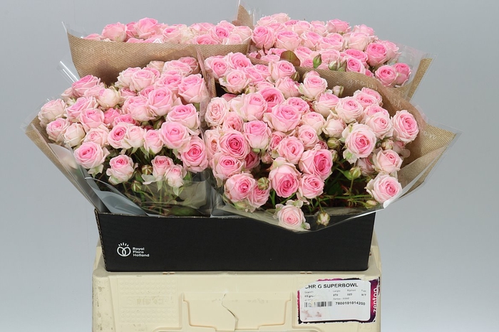 <h4>Rosa Tr Kate-lynn</h4>