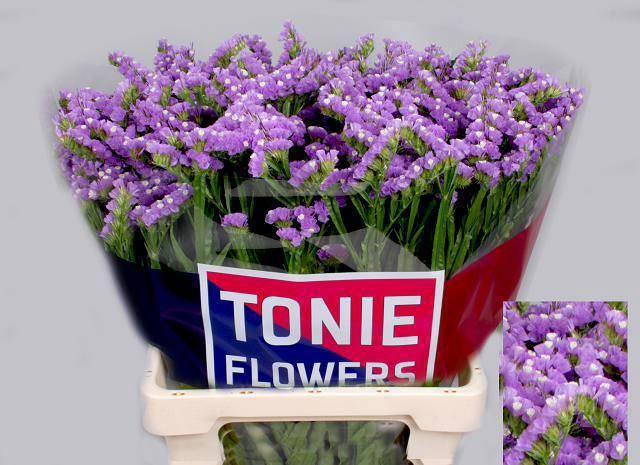 <h4>LIM S TESSA MALVA</h4>