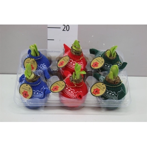 Hippeastrum Wax Bodywarmer Mix