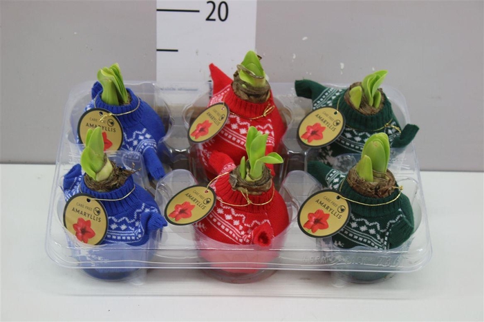 <h4>Hippeastrum Wax Bodywarmer Mix</h4>