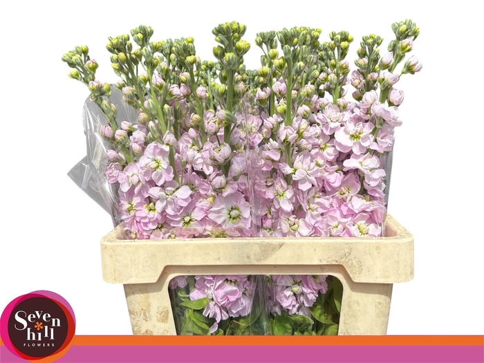 <h4>MATTH FIGARO L ROSE</h4>