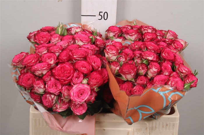 <h4>R Tr Vanessa</h4>