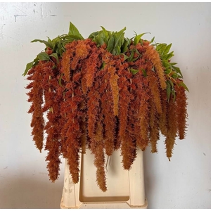 AMAR CA BROWN SPIDER