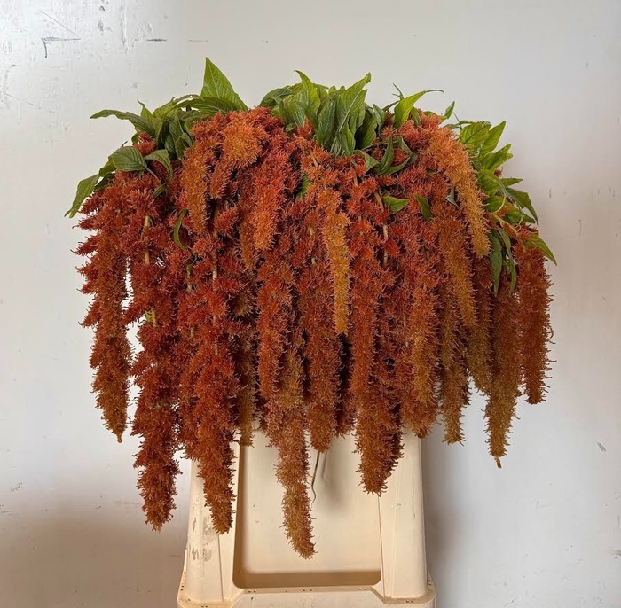 <h4>AMAR CA BROWN SPIDER</h4>