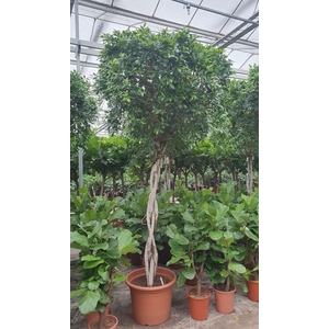 Ficus