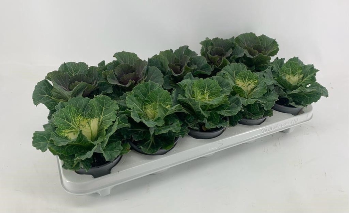 <h4>Brassica glad mix</h4>