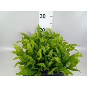 Asplenium nidus