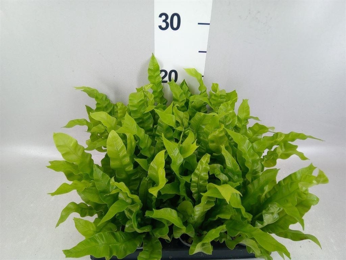 <h4>Asplenium nidus</h4>