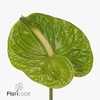 Anthurium midori improved
