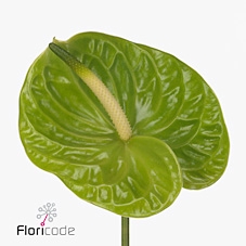 Anthurium midori improved