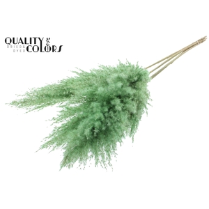 Pampas Grass 100cm 5st/bunch Frosted Mint Green