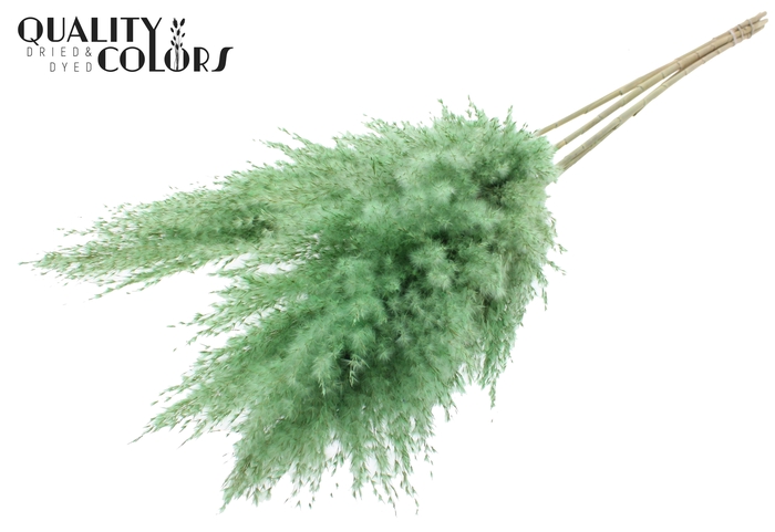 Pampas Grass 100cm 5st/bunch Frosted Mint Green