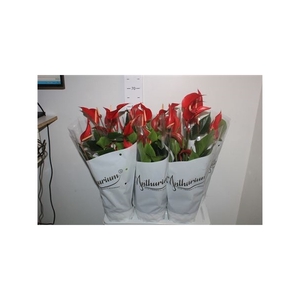 Anthu An Mille Fleurs Roja ** 8-10 Flowers **