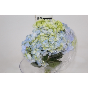 HORTENSIA 050 CM AZUL