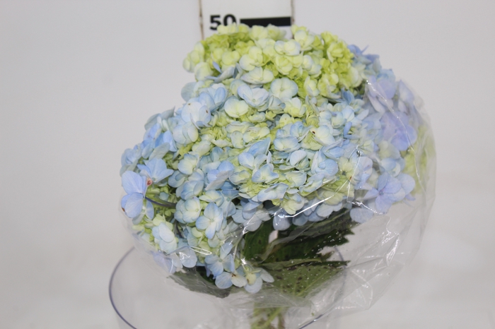 <h4>HORTENSIA 050 CM AZUL</h4>