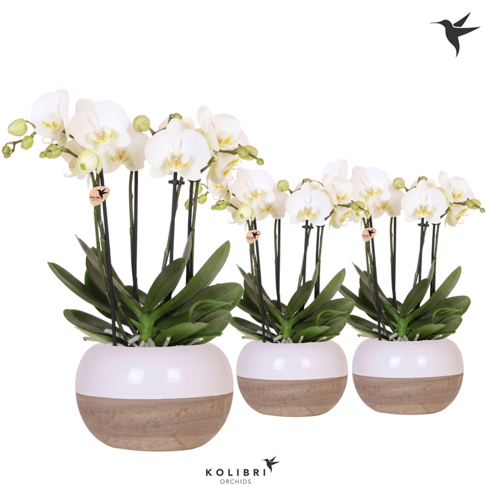 <h4>Kolibri Orchids Phalaenopsis Jewel Ghent 4 spike in Coconut pot</h4>