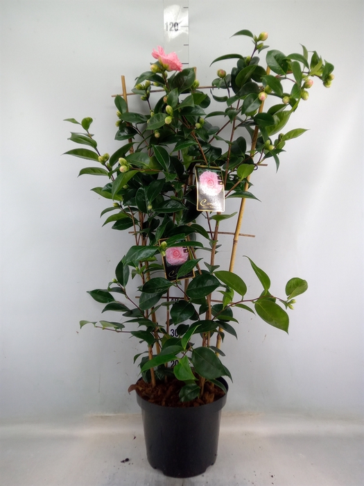 <h4>Camellia japonica</h4>