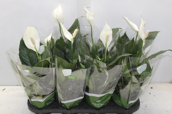 <h4>SPATH. COM FLOR P13</h4>