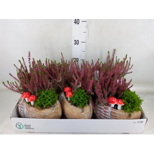 Arr.   Tuinplanten L%