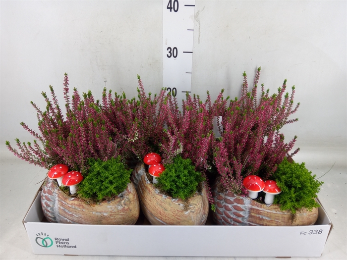 <h4>Arr.   Tuinplanten L%</h4>