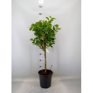Ficus microcarpa 'Moclame'