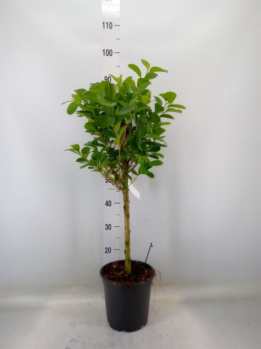<h4>Ficus microcarpa 'Moclame'</h4>