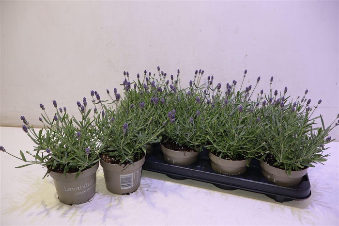 <h4>Lavan An Essence Pur</h4>