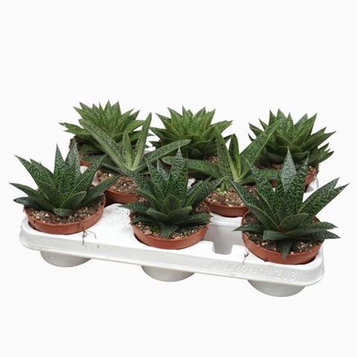 <h4>Aloe</h4>
