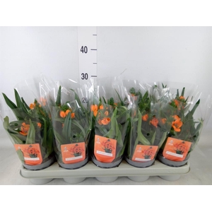 Ornithogalum dubium