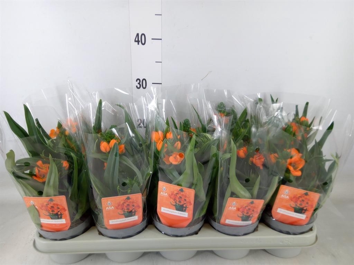 <h4>Ornithogalum dubium</h4>