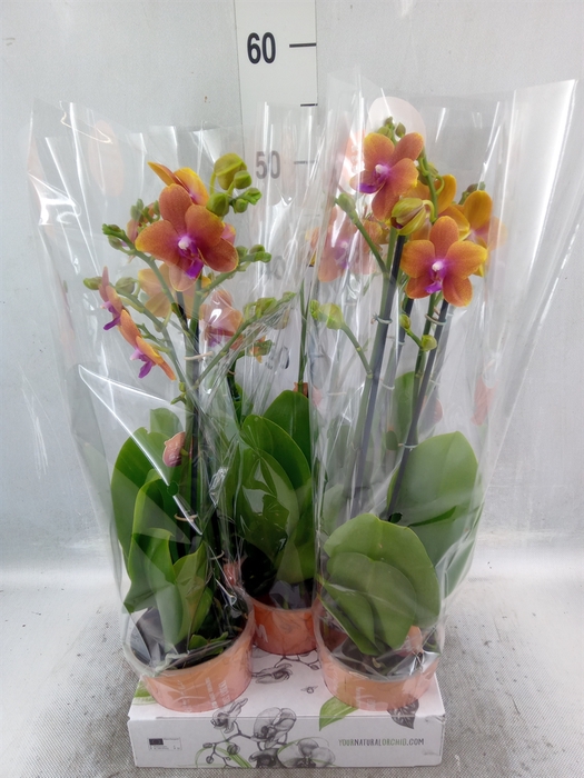 <h4>Phalaenopsis multi. 'Ant Bolgheri'</h4>