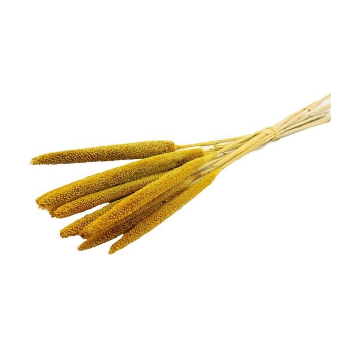 <h4>Bunch Babala 10pcs Slv L65</h4>