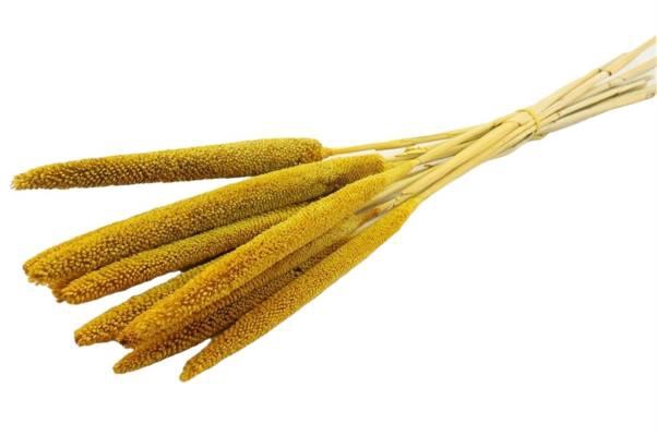 Bunch Babala 10pcs Slv L65