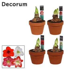 Hippeastrum Mix 2 Knop Terracotta Steen OP (Decorum)