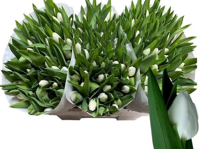 <h4>TU EN ROYAL VIRGIN</h4>