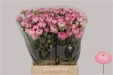 <h4>Ran El Pink</h4>