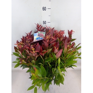 Leucothoe axillaris 'Zeblid'