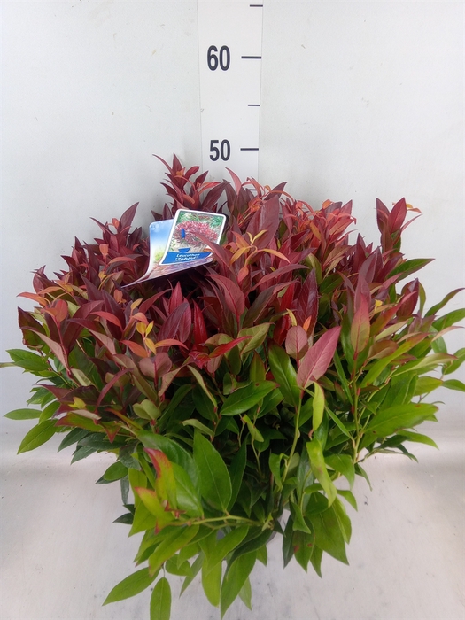 <h4>Leucothoe axillaris 'Zeblid'</h4>