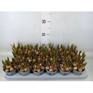 Muscari  'Magic Blue'