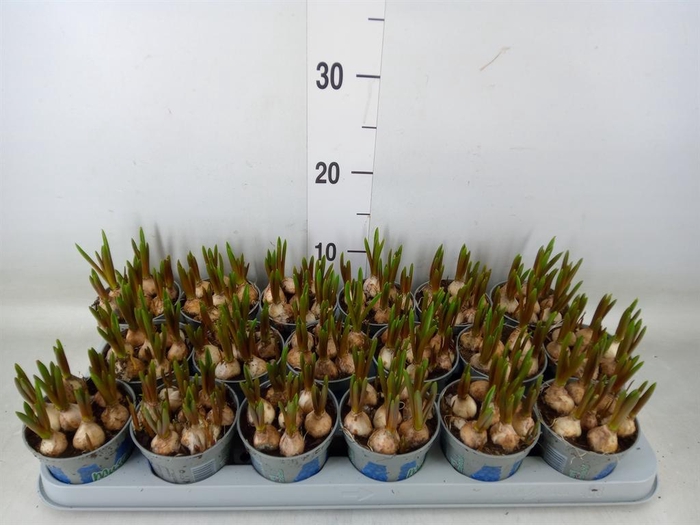 <h4>Muscari  'Magic Blue'</h4>