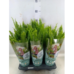 Nephrolepis exal. 'Green Lady'