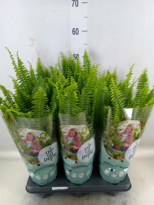 <h4>Nephrolepis exal. 'Green Lady'</h4>
