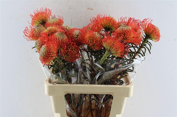 <h4>Leuco Co Succession</h4>