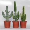 Subulata, Opuntia, Acrurensis.